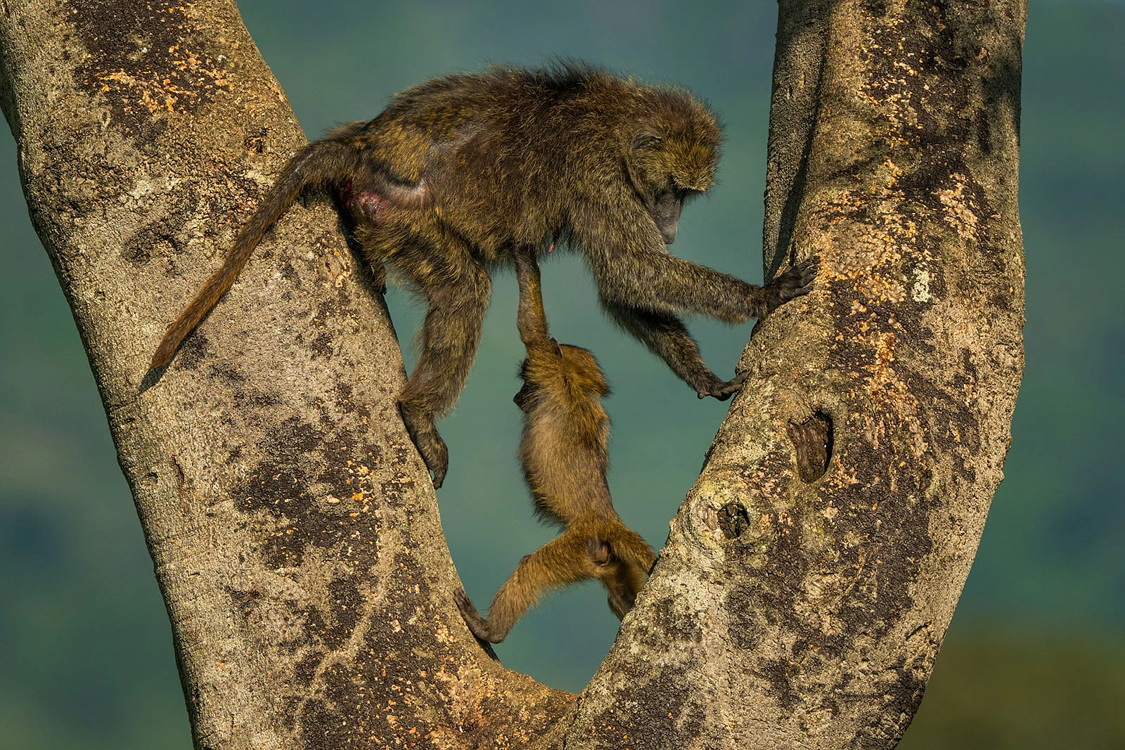 Nikon Comedy Wildlife Awards 2026: 33 Ảnh Động Vật Hài Hước Nhất - Hình 14