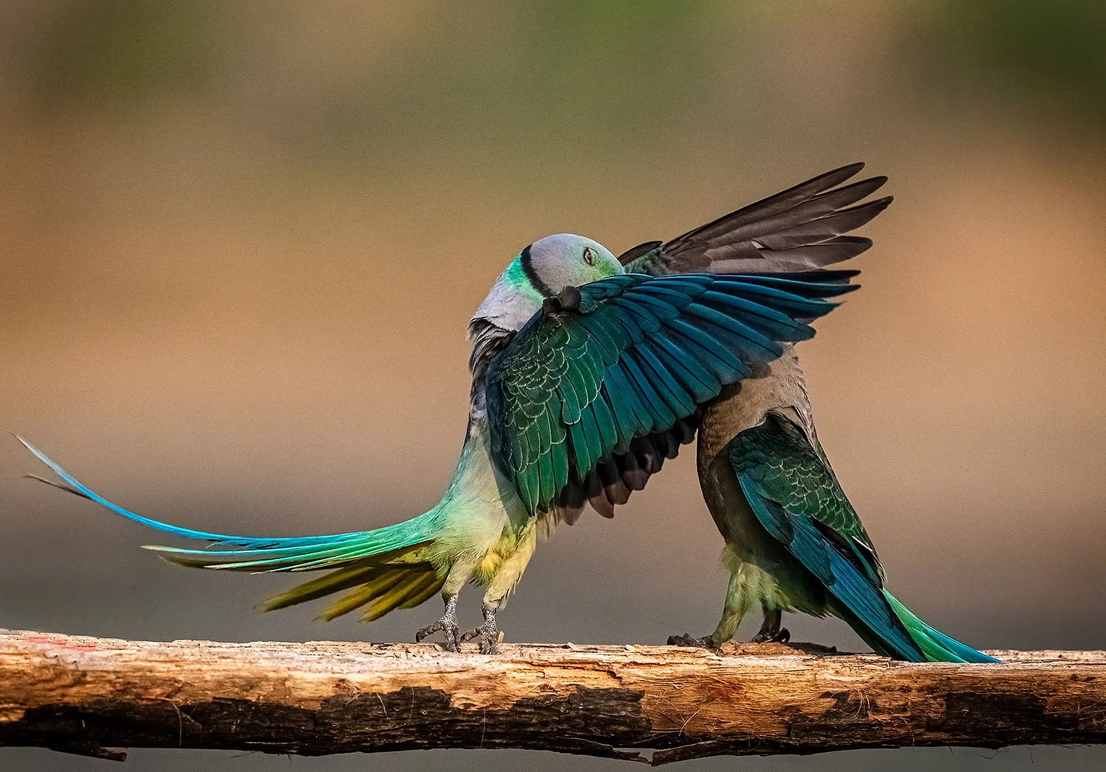 Nikon Comedy Wildlife Awards 2026: 33 Ảnh Động Vật Hài Hước Nhất - Hình 3