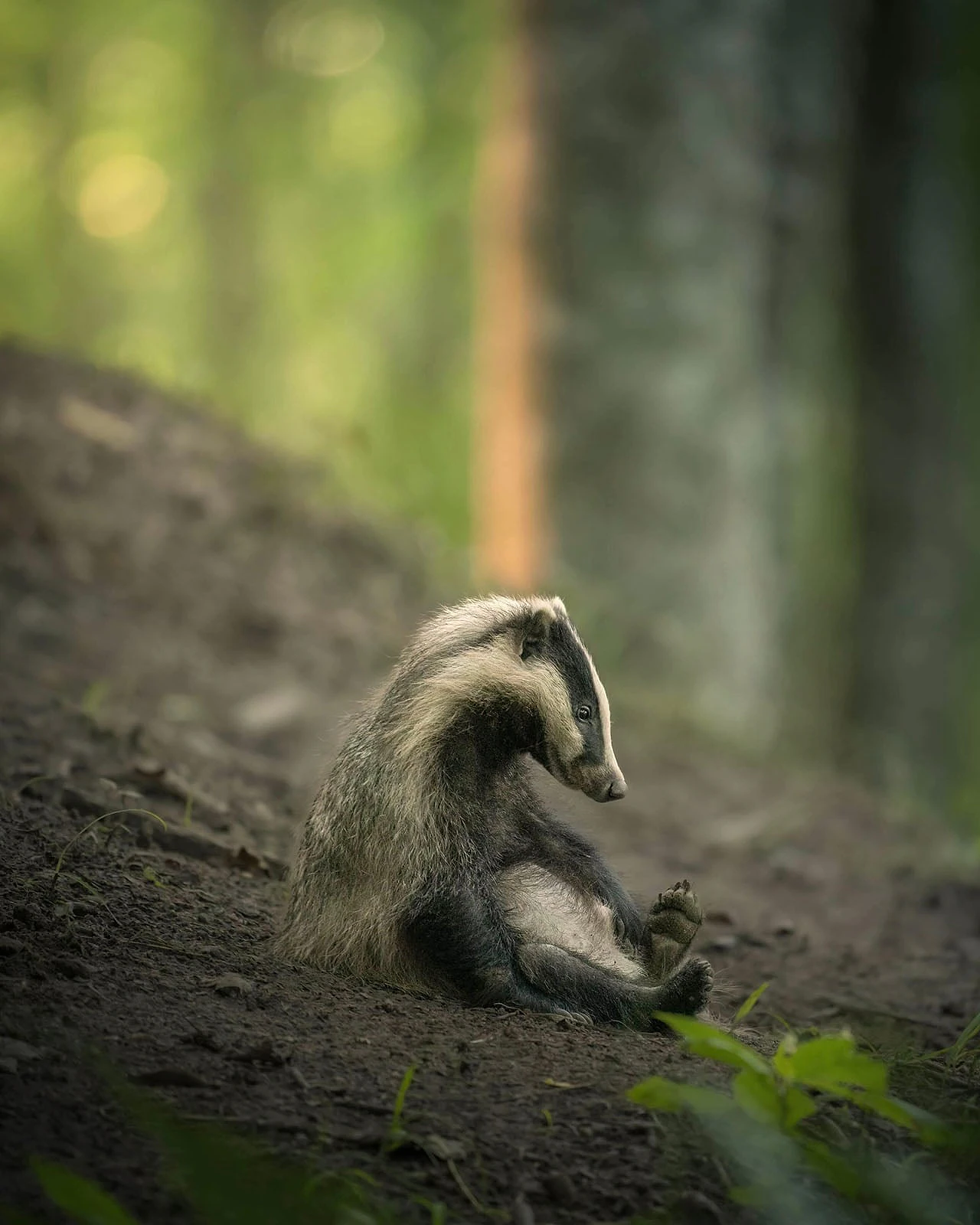 Nikon Comedy Wildlife Awards 2026: 33 Ảnh Động Vật Hài Hước Nhất - Hình 11