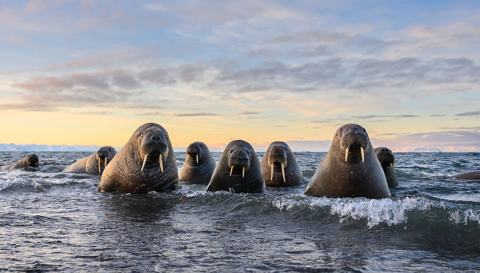 Nikon Comedy Wildlife Awards 2026: 33 Ảnh Động Vật Hài Hước Nhất - Hình 27