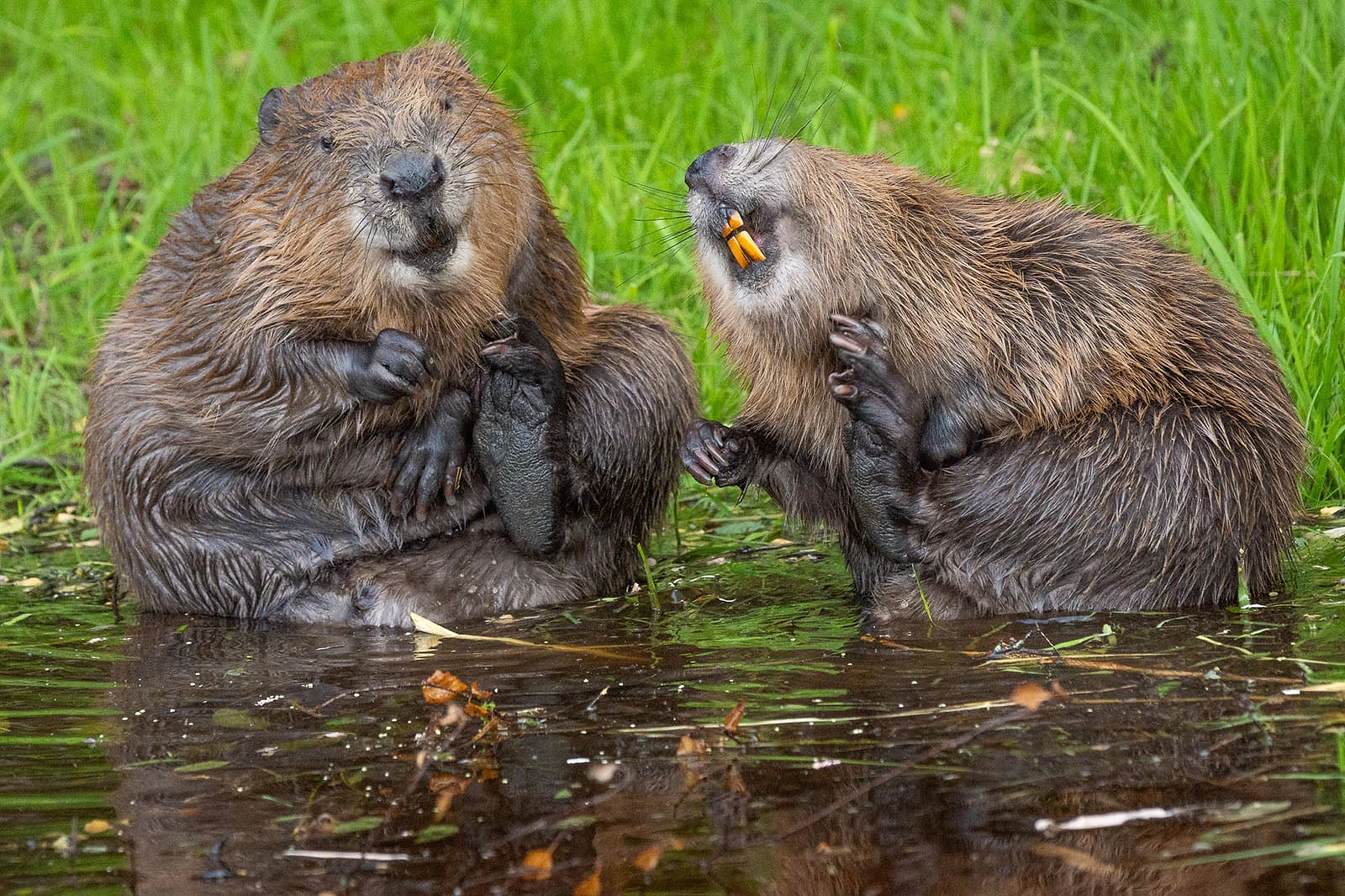 Nikon Comedy Wildlife Awards 2026: 33 Ảnh Động Vật Hài Hước Nhất - Hình 5