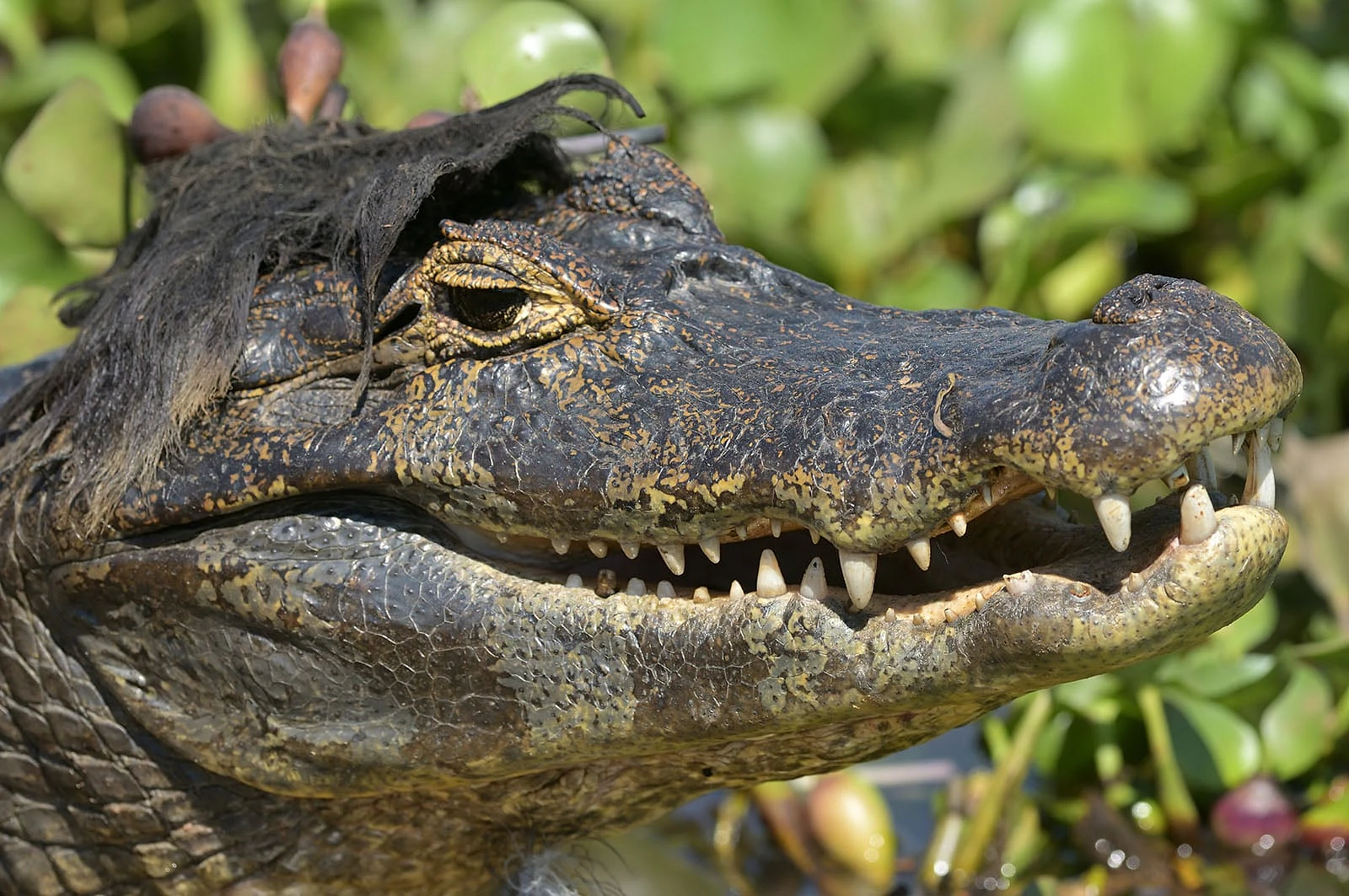 Nikon Comedy Wildlife Awards 2026: 33 Ảnh Động Vật Hài Hước Nhất - Hình 12