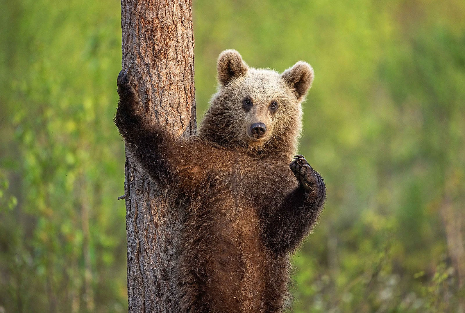 Nikon Comedy Wildlife Awards 2026: 33 Ảnh Động Vật Hài Hước Nhất - Hình 28