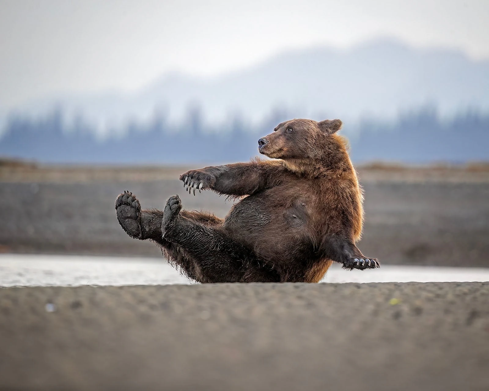 Nikon Comedy Wildlife Awards 2026: 33 Ảnh Động Vật Hài Hước Nhất - Hình 6