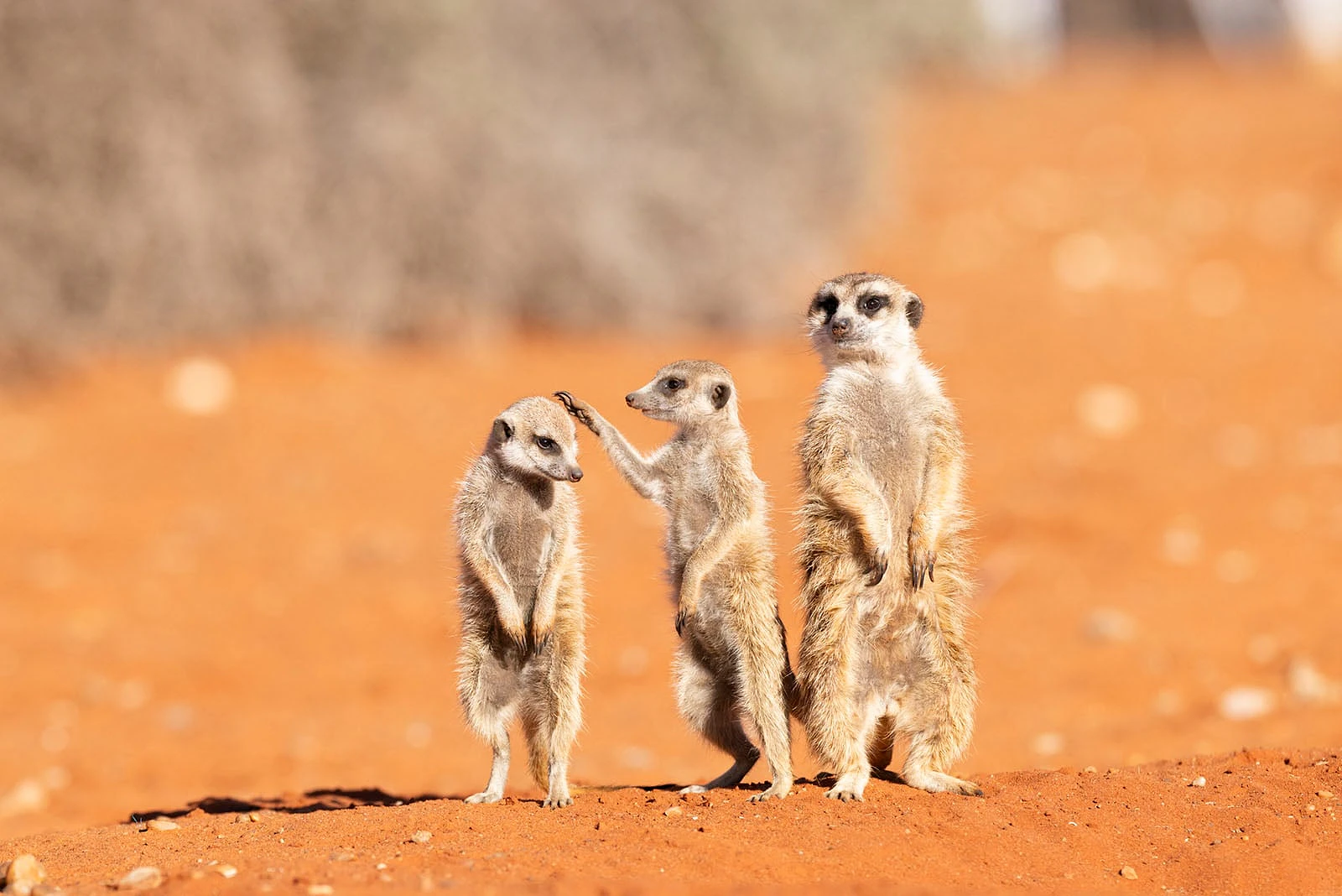 Nikon Comedy Wildlife Awards 2026: 33 Ảnh Động Vật Hài Hước Nhất - Hình 13