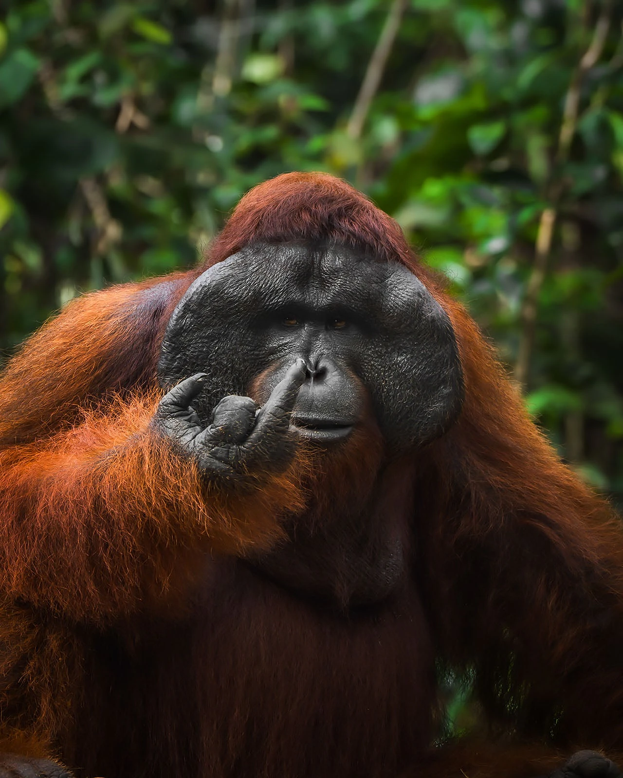 Nikon Comedy Wildlife Awards 2026: 33 Ảnh Động Vật Hài Hước Nhất - Hình 22