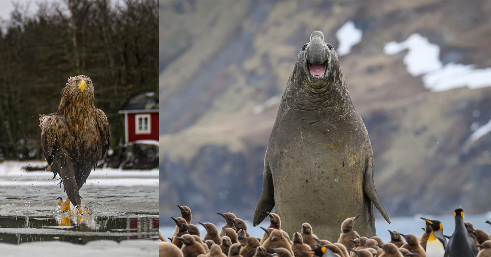 Nikon Comedy Wildlife Awards 2026: 33 Ảnh Động Vật Hài Hước Nhất