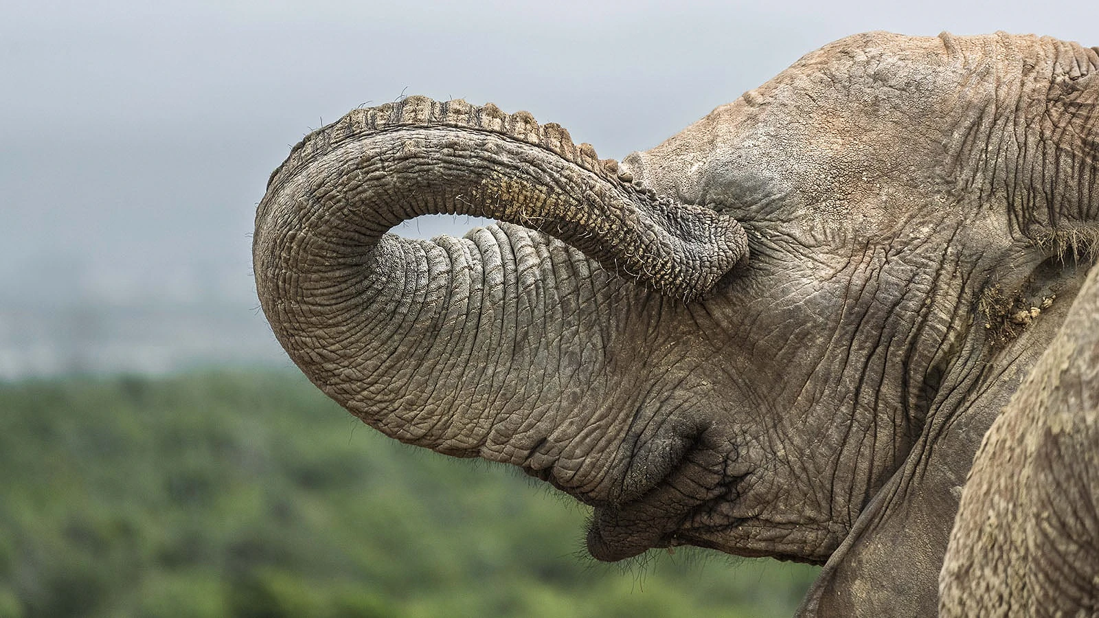 Nikon Comedy Wildlife Awards 2026: 33 Ảnh Động Vật Hài Hước Nhất - Hình 8