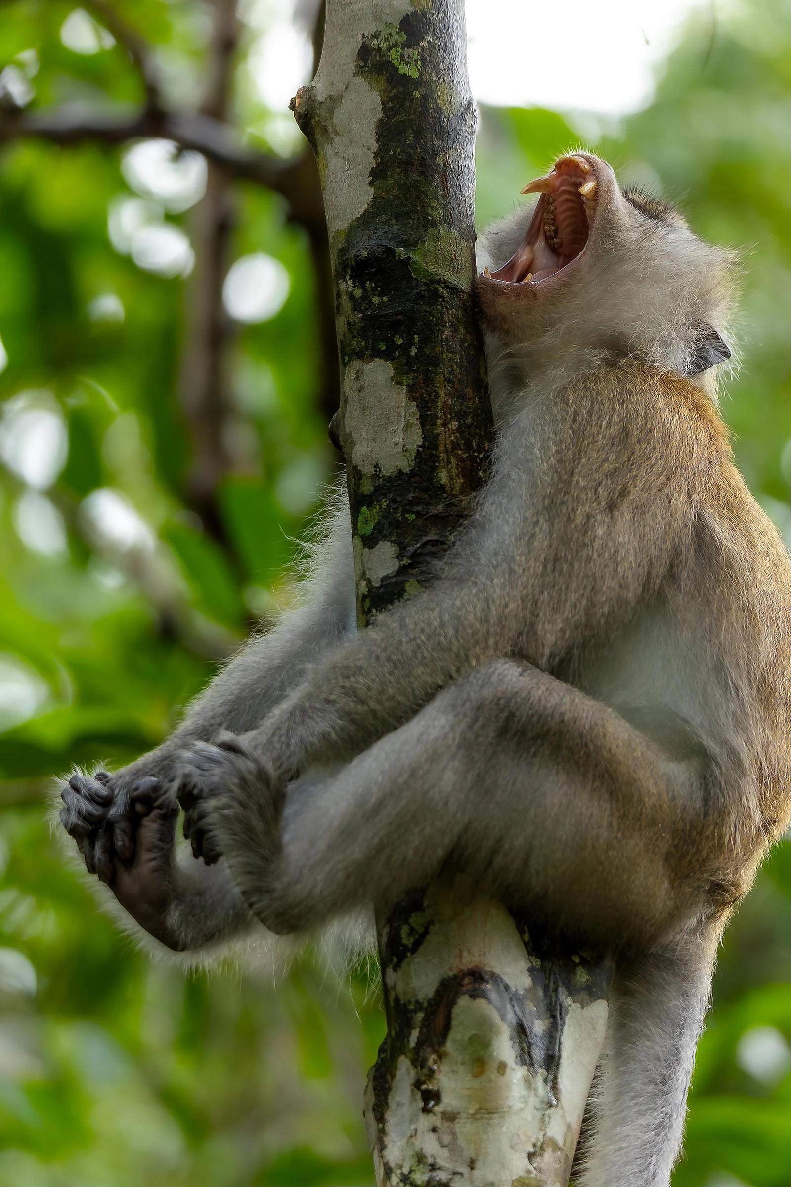 Nikon Comedy Wildlife Awards 2026: 33 Ảnh Động Vật Hài Hước Nhất - Hình 17