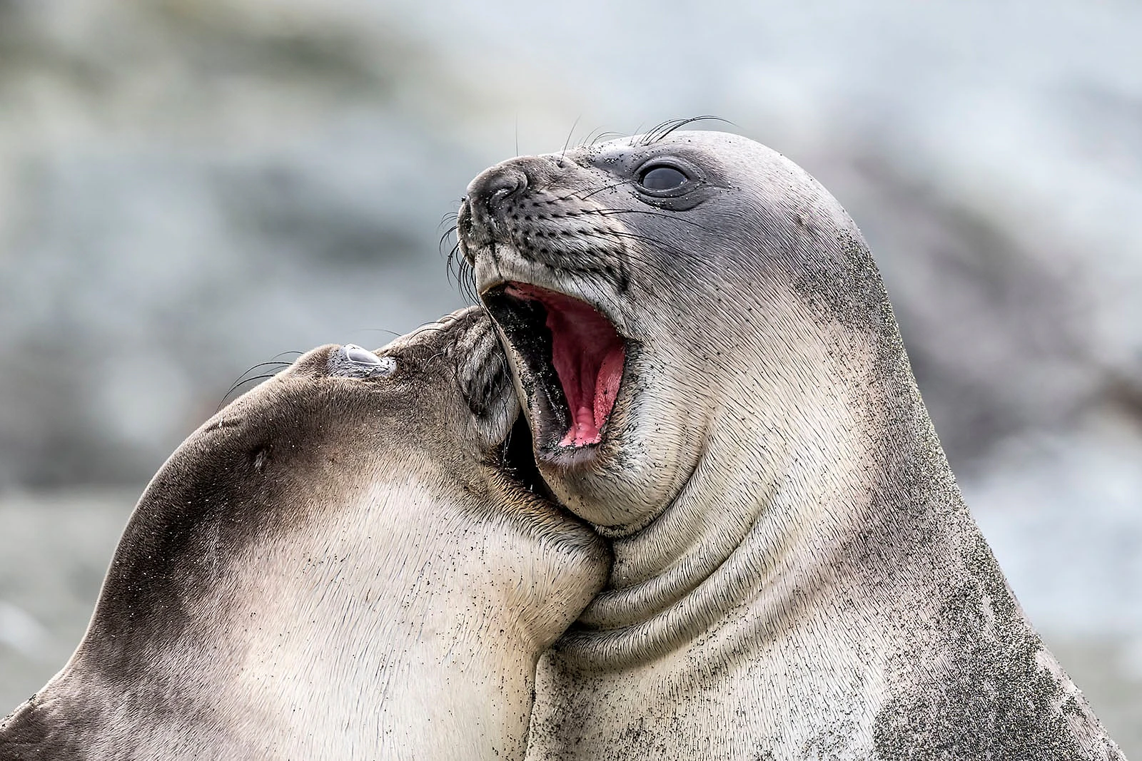 Nikon Comedy Wildlife Awards 2026: 33 Ảnh Động Vật Hài Hước Nhất - Hình 2