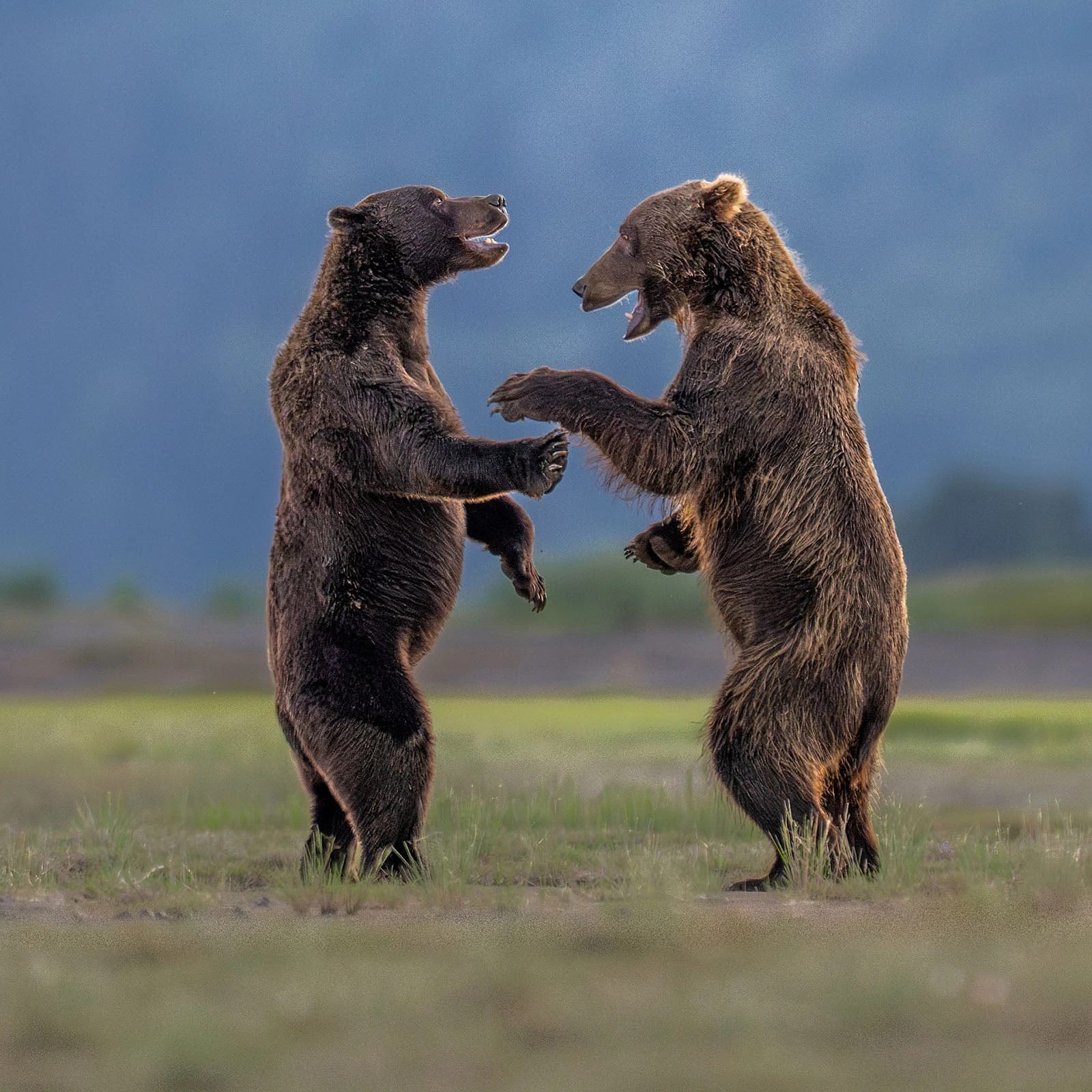 Nikon Comedy Wildlife Awards 2026: 33 Ảnh Động Vật Hài Hước Nhất