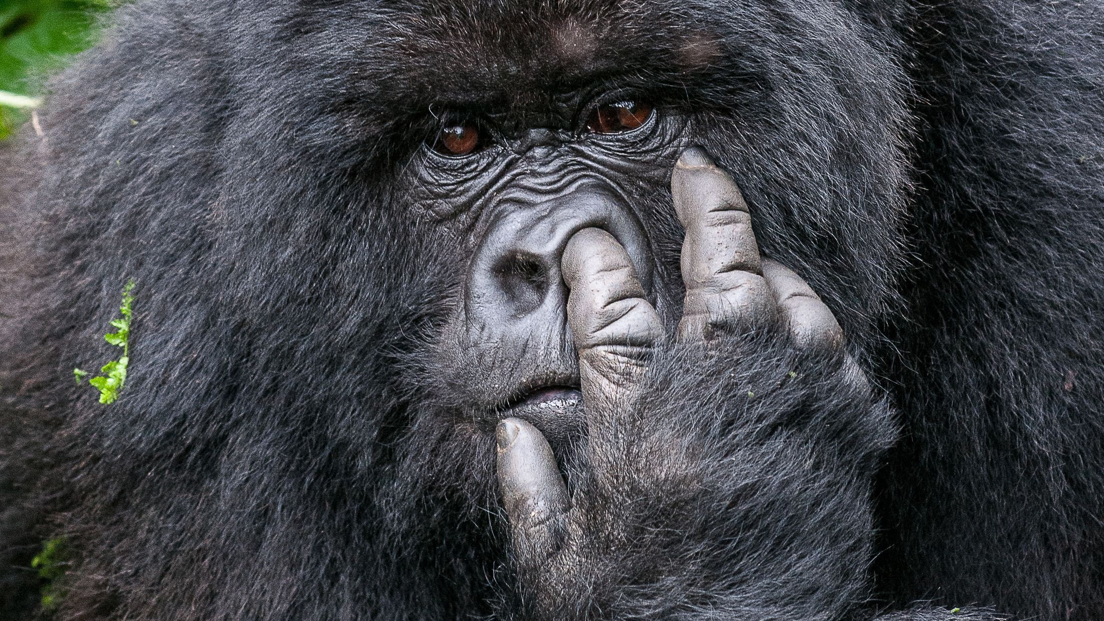 Nikon Comedy Wildlife Awards 2026: Triển Lãm Ảnh Động Vật Cười Ra Nước Mắt