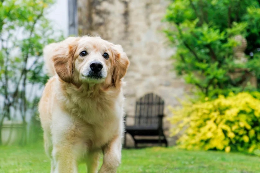 Mô-tơ tuyến tính VXD bắt nét chính xác chú chó Golden Retriever đang chạy trên Tamron 16-50mm F/2.8 A