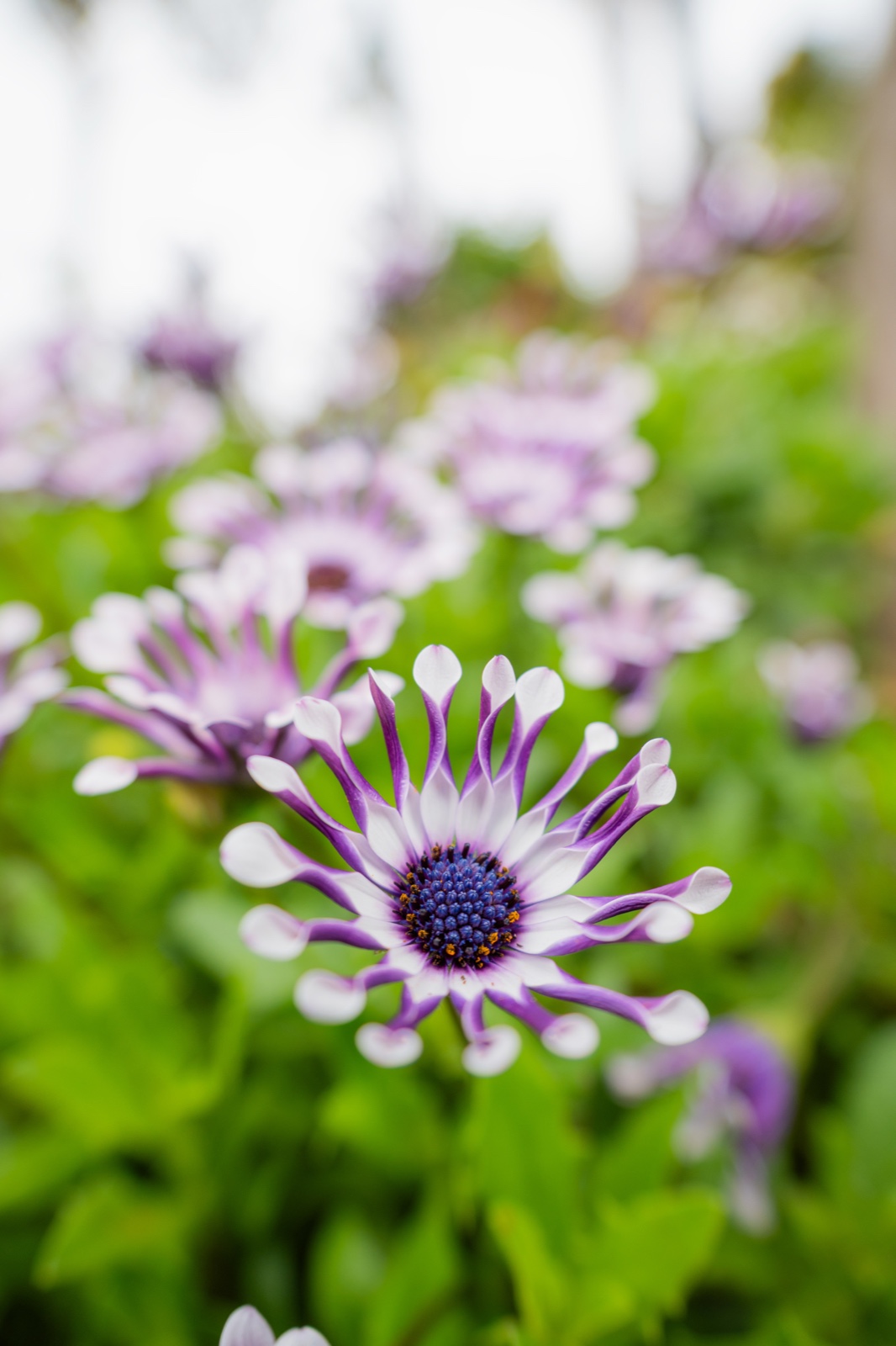 Ảnh sample chụp cận cảnh hoa cúc tím ở 16mm F/2.8 từ Tamron 16-50mm F/2.8 A B091 trên Nikon Z50II