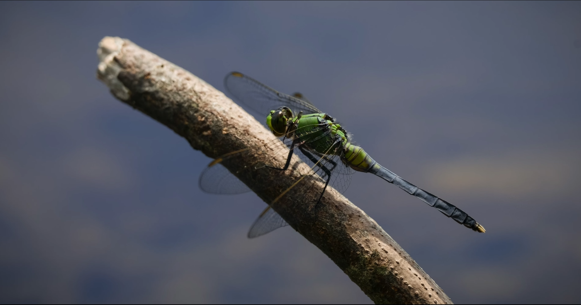 A green dragonfly on a branch  Description automatically generated