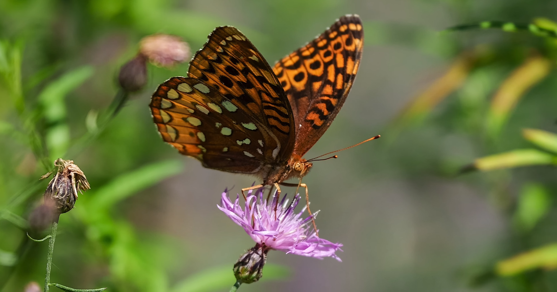 A butterfly on a flower  Description automatically generated