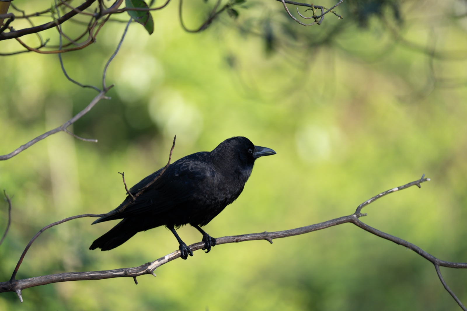 Ảnh chụp thử Sony FE 100-400mm F4.5 GM OSS - DPReview