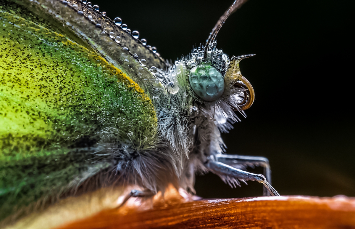Laowa 65mm f/2.8 2X Ultra Macro APO | Chính hãng