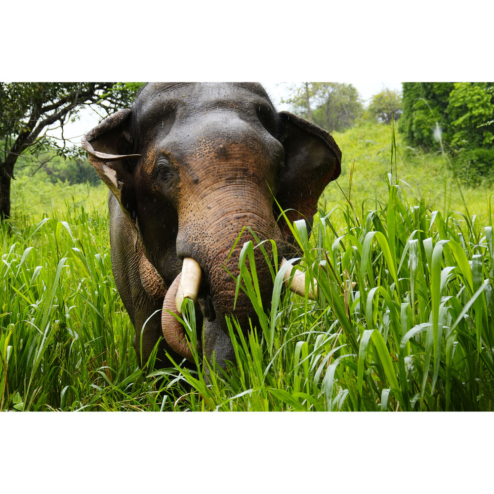 Máy ảnh Sony RX10 V (RX10M5) – Siêu zoom 1 inch | Hàng chính hãng| SonyVN | NexShop