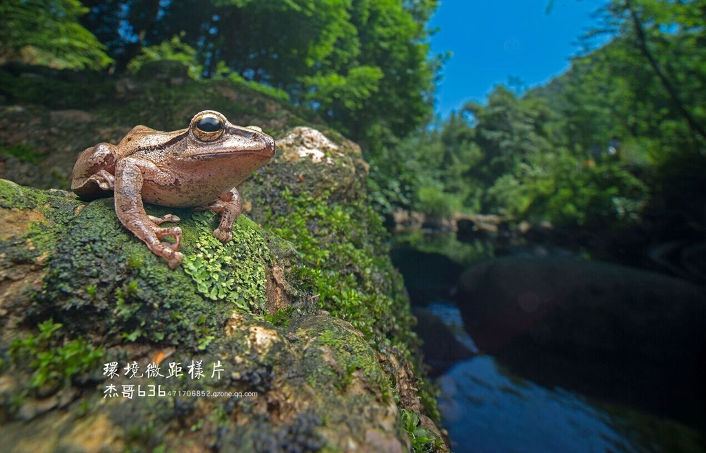 Ống kính Laowa 15mm f/4 1X Wide Angle Macro | Chính hãng