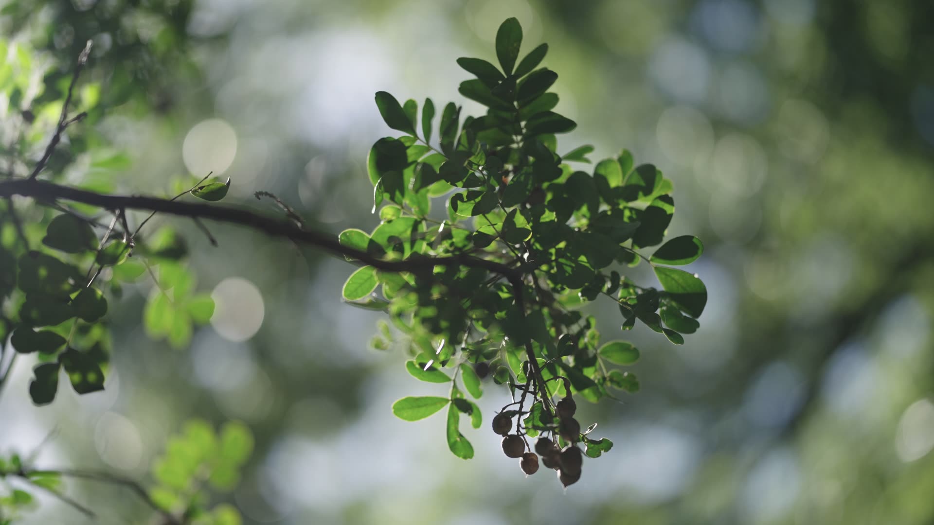 Mẫu bokeh bong bóng lá cây ở f/1.2 chụp bởi Matt Johnson