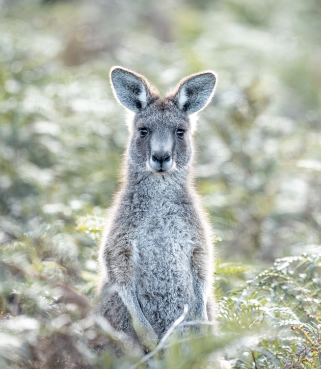 Ảnh chụp chuột túi Kangaroo bằng Sony FE 400-800mm f/6.3-8 G OSS ở tiêu cự 800mm