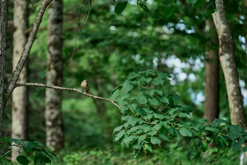 Ống kính Sigma 200mm F2 DG OS Sport ngàm L | Chính hãng