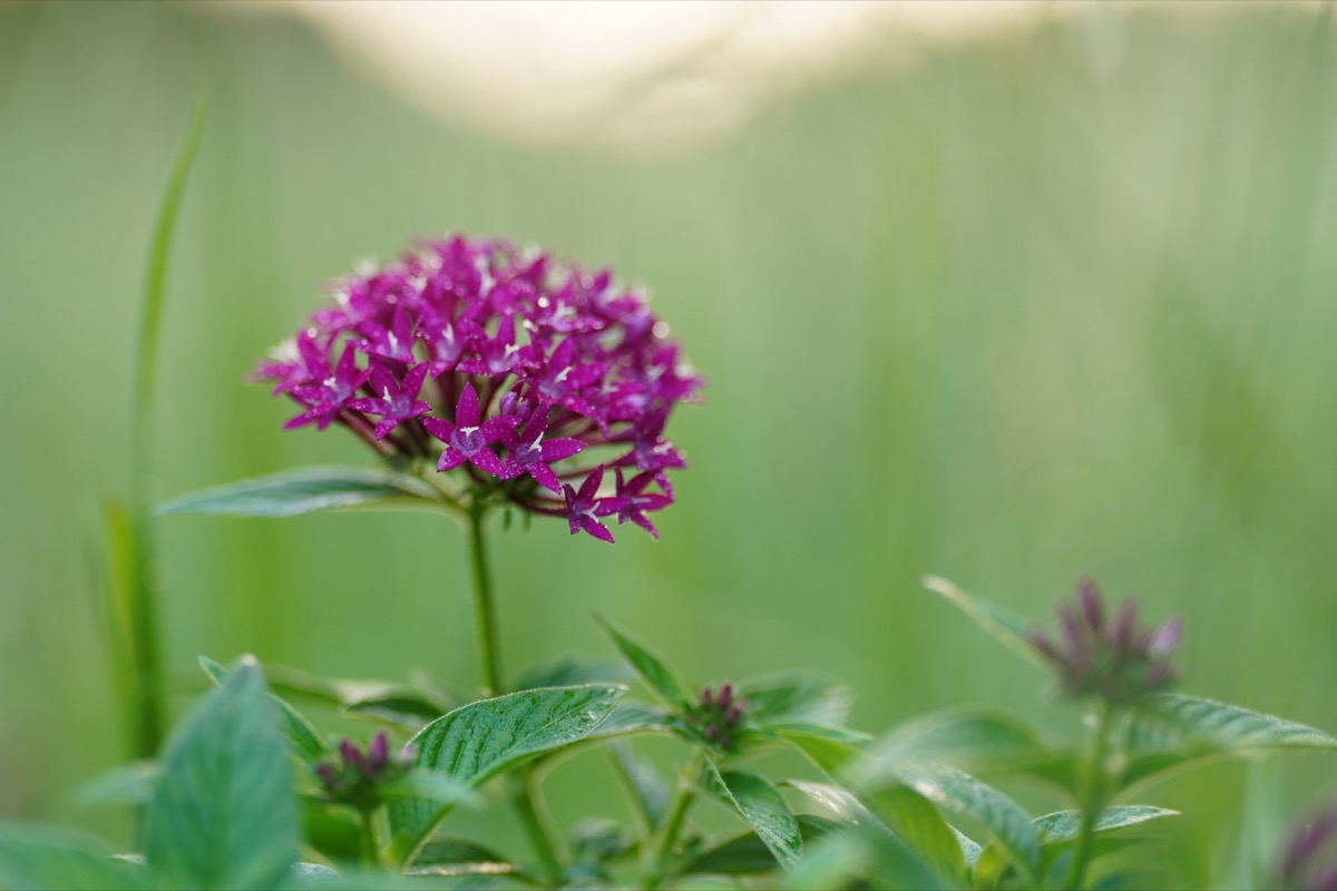 Ống kính Sony FE 70-200mm f/2.8 II GM OSS | Chính hãng