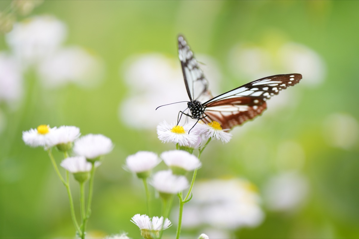 Ống kính Sony FE 70-200mm f/2.8 II GM OSS | Chính hãng