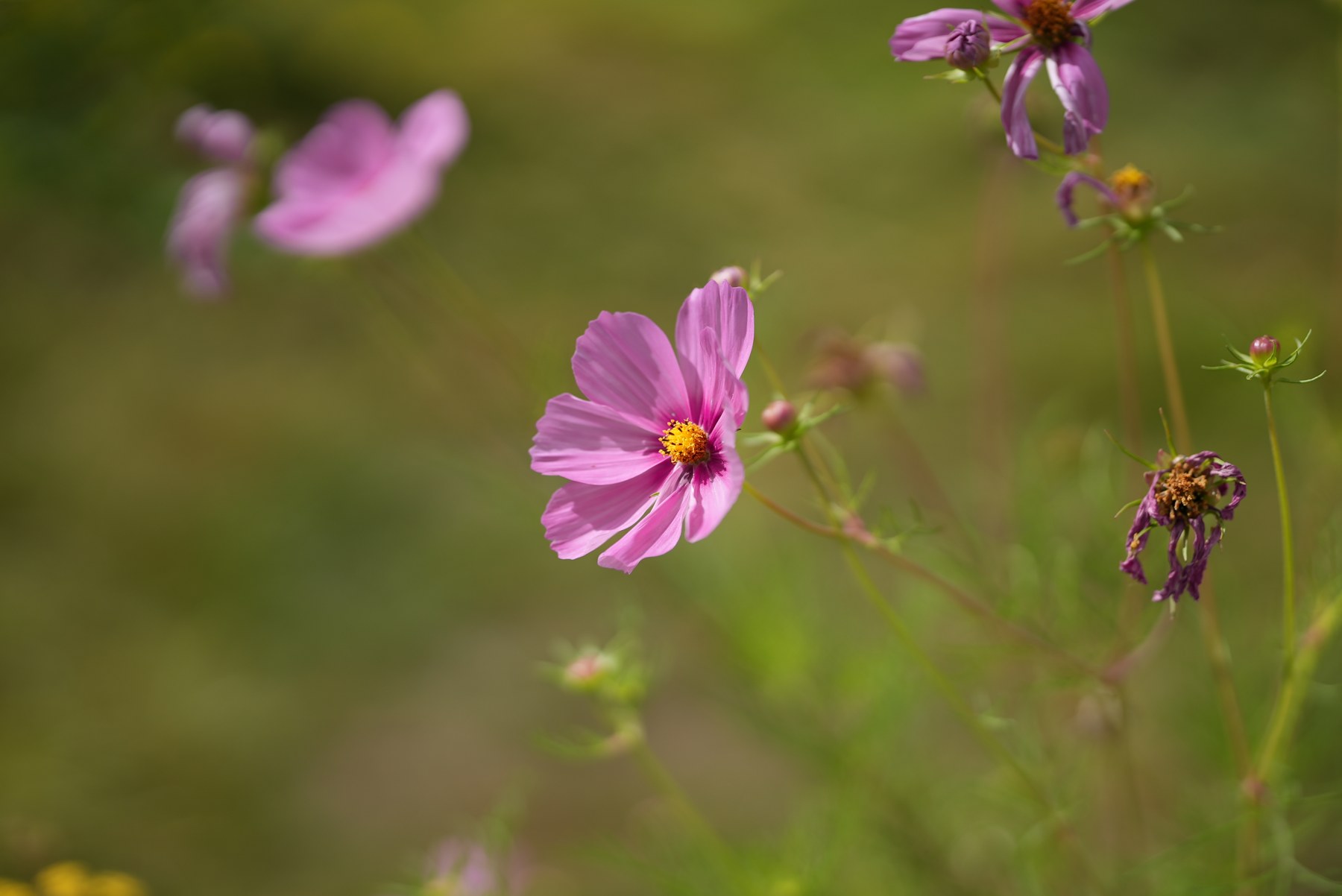 Ảnh chụp thử bằng Sony FE 85mm F1.4 GM II - bokeh f/1.4