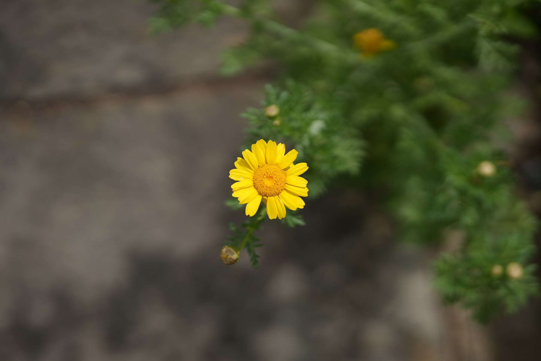 Ảnh chụp thử bằng Sony FE 85mm F1.4 GM II - bokeh f/1.4
