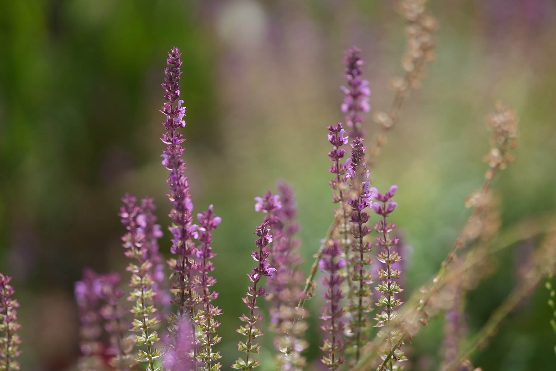 Ảnh chụp thử bằng Sony FE 85mm F1.4 GM II - bokeh f/1.4