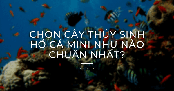 Chọn cây thủy sinh hồ cá mini như nào chuẩn nhất?