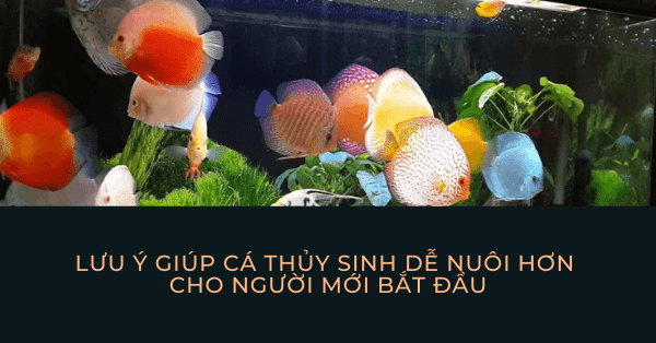 Lưu ý giúp thú vui thủy sinh đơn giản hơn cho người mới bắt đầu