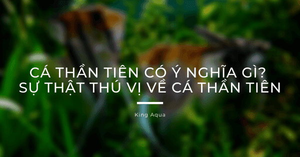 Cá thần tiên có ý nghĩa gì? Có những dòng cá thần tiên nào?