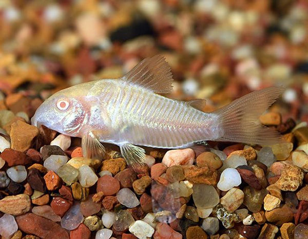 CHUỘT ALBINO MẮT ĐỎ