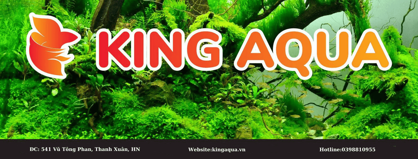 banner trang chủ 1