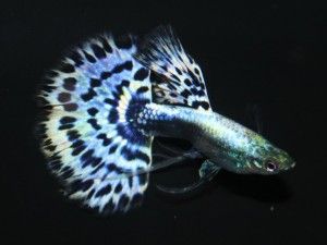 Cá cảnh