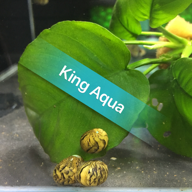 Ốc nerita