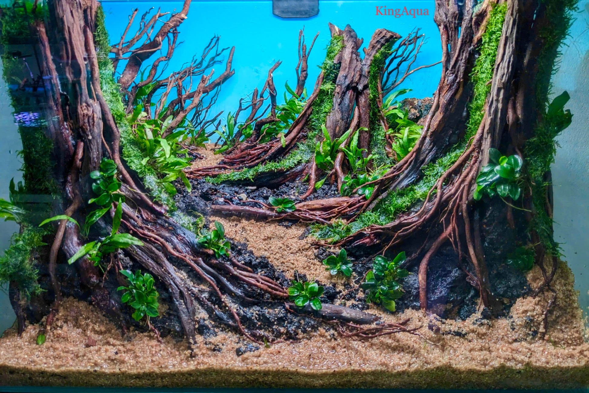 Layout rừng thiết kế (50x30x30cm)