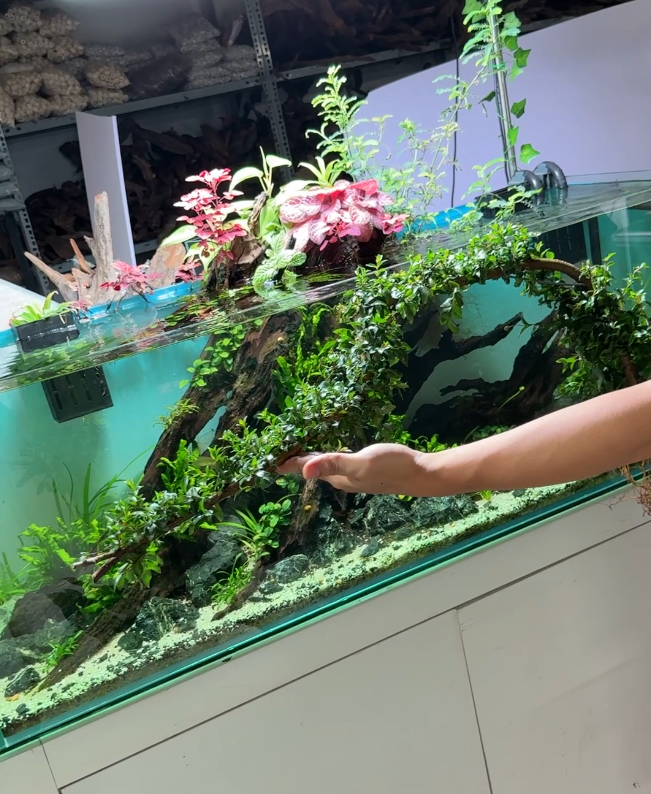Cây bán cạn - Thuỷ Dương mai tàn bay dài (to)