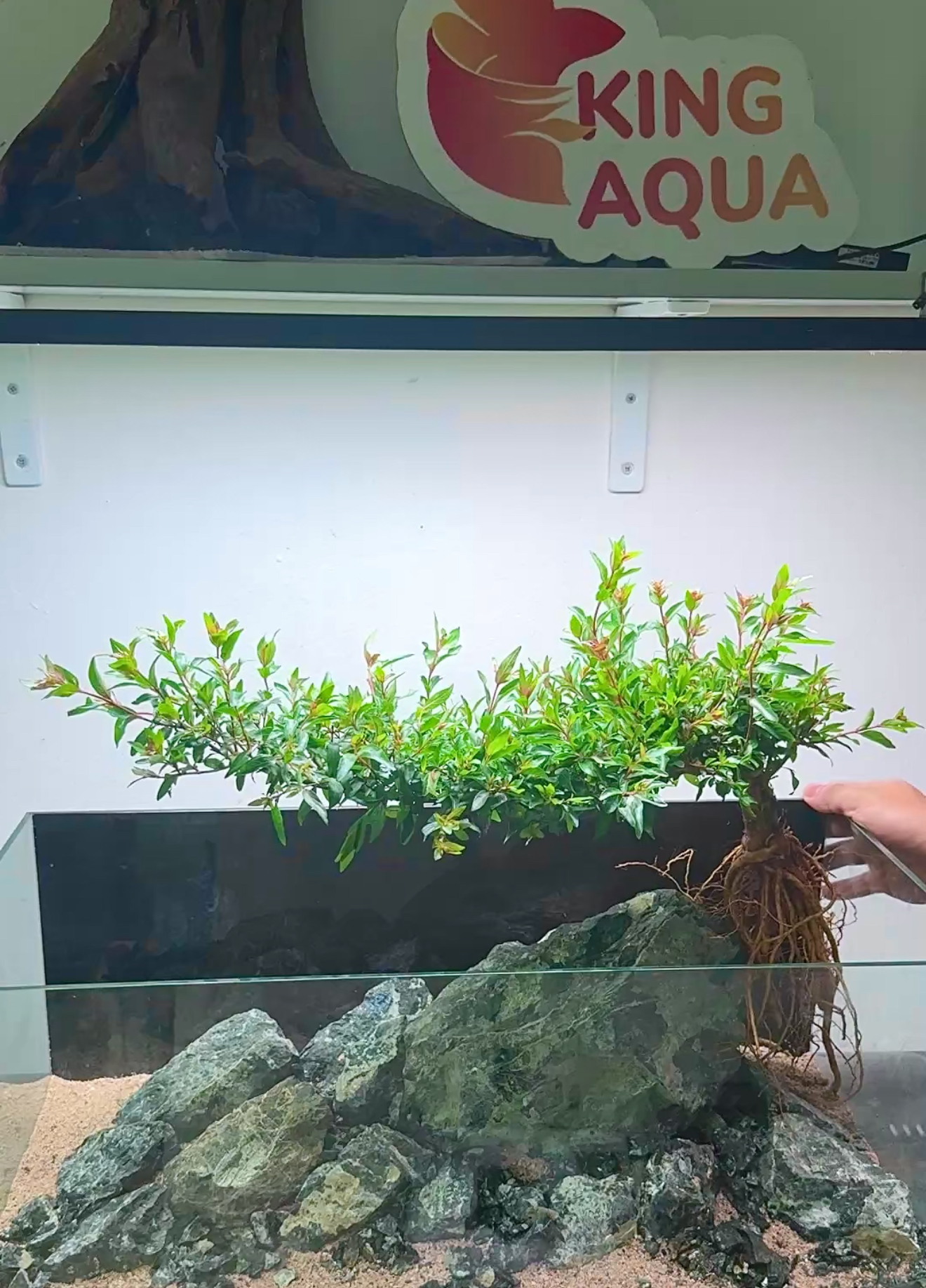 Cây bán cạn - Thuỷ Dương mai tàn bay dáng huyền