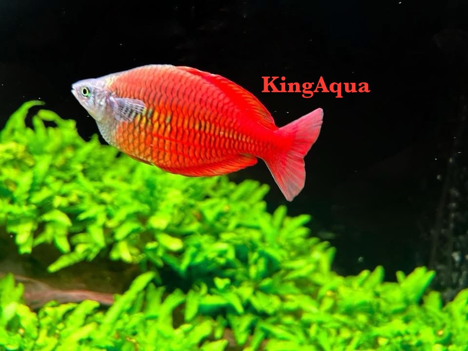 Danh sách Cá cầu vồng - King Aqua