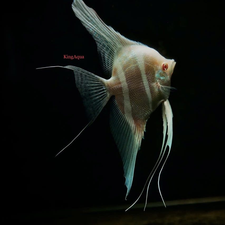 Danh sách Cá thần tiên - King Aqua