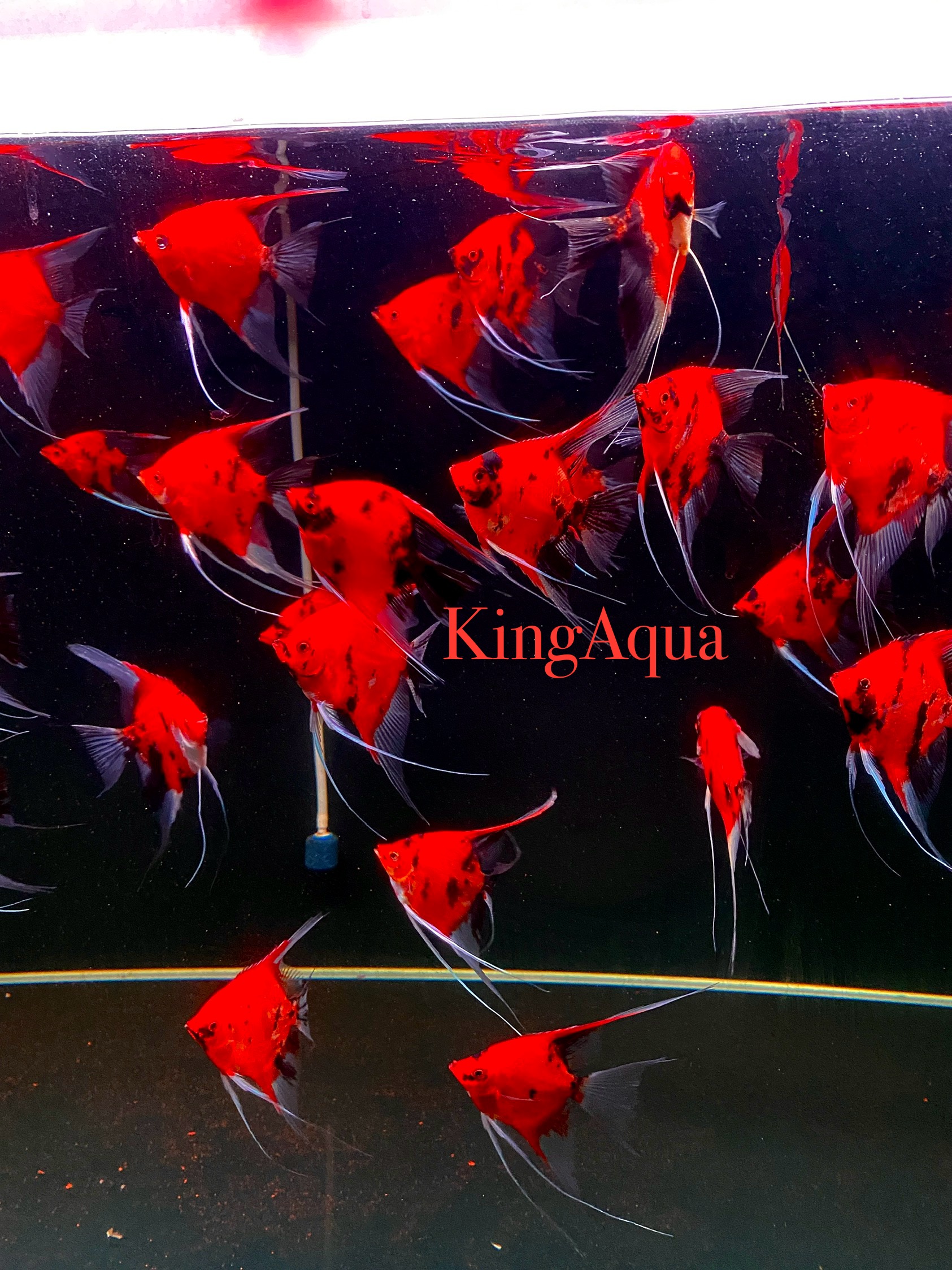 Danh sách cá cảnh - King Aqua