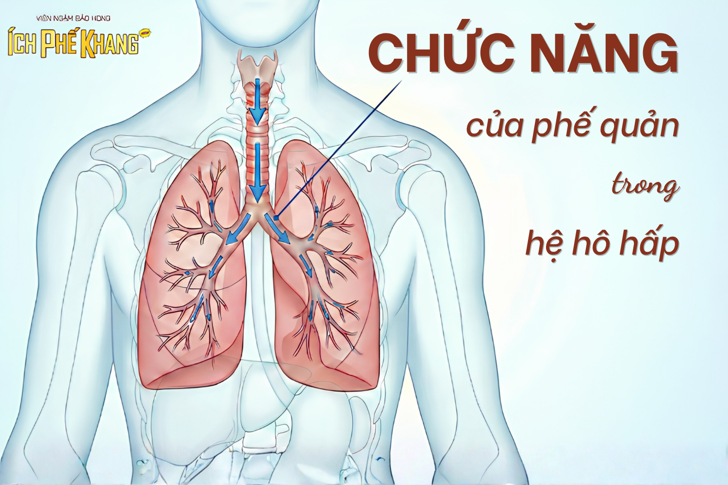 Chức năng của phế quản trong hệ hô hấp – Vai trò không thể thiếu