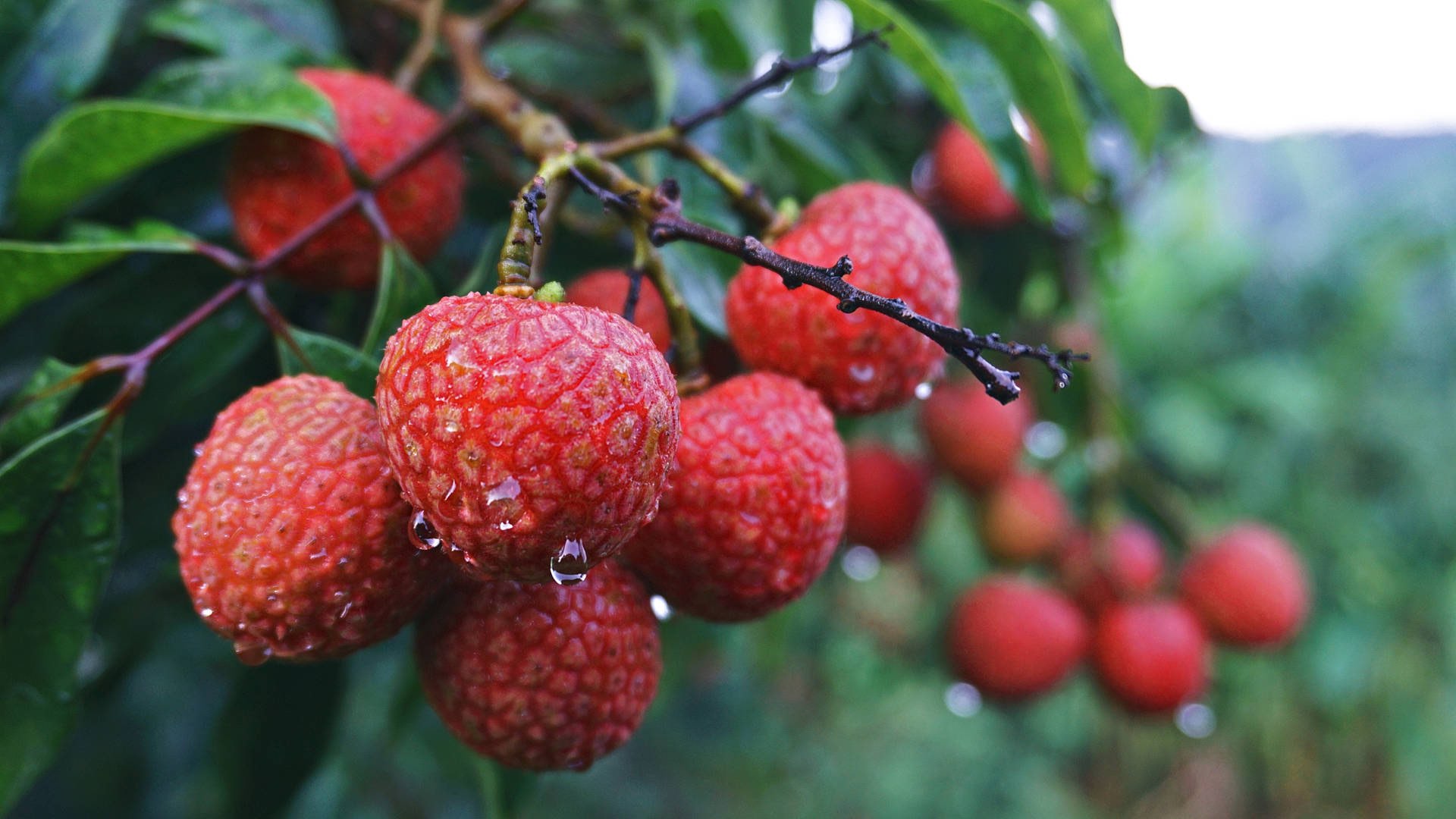 Thế nào là vải ngon đúng chuẩn hữu cơ