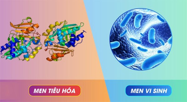 Enzyme là gì? Phân biệt men tiêu hóa (enzymes) và men vi sinh (probiotics)