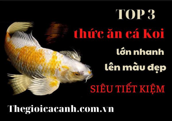 Top 3 thức ăn cho cá Koi nhanh lớn, lên màu đẹp mà lại siêu tiết kiệm