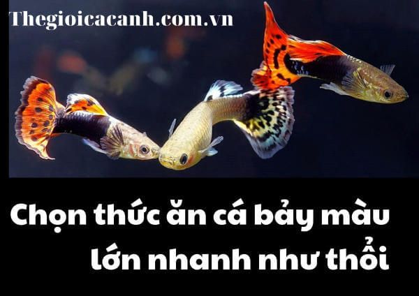 Bật mí cách chọn thức ăn cho cá con bảy màu lớn nhanh như thổi